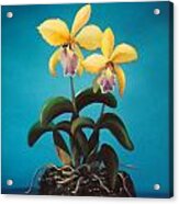 Orchids #10 Acrylic Print