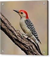 Red-bellied Woodpecker #8 Acrylic Print