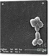 Acinetobacter Baumannii Bacteria, Sem #9 Acrylic Print