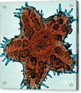 Starfish Embryo #9 Acrylic Print