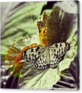 A Butterfly From A Zoo Acrylic Print