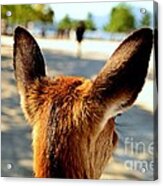 A Deer's Point Of View Acrylic Print