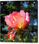 A Delicate Rose Acrylic Print