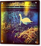 A #glowing #swan .... лебедь Acrylic Print