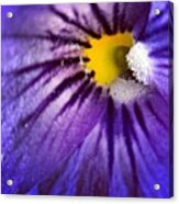 A Little Violet For The Acrylic Print