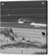 A Lone Stallion On The Beach Acrylic Print