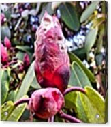 A Nice #flower #bud Of A #rhododendron Acrylic Print