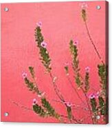 A Pink Flowering Plant Growing Beside A Acrylic Print