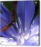 A Quiet Moment On The Chicory Acrylic Print