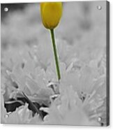 A Touch Of Color Acrylic Print