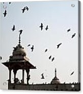A Whole Flock Of Pigeons On The Top Of The Ramparts Of The Red Fort In New Delhi Acrylic Print