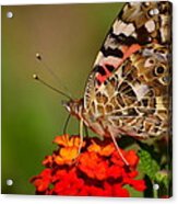 A Wing Of Beauty Acrylic Print