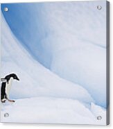 Adelie Penguin  Walking On Iceberg Acrylic Print