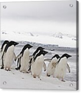 Adelie Penguins Walking On Ice Acrylic Print