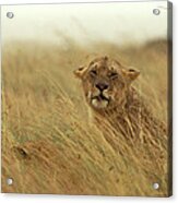 African Lion Panthera Leo Female Acrylic Print
