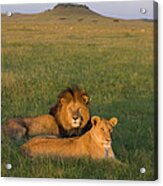 African Lion Panthera Leo Male Acrylic Print