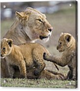 African Lion Playful Cubs With Mother Acrylic Print