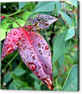 After The Rain Acrylic Print