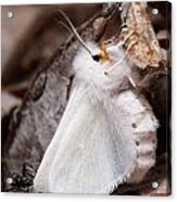 Agreeable Tiger Moth With Ant Acrylic Print
