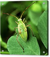 Alfalfa Plant Bug Acrylic Print