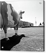 All We Have We Owe To Udders Acrylic Print