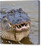 Alligator Smile Acrylic Print