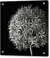 Allium In Black And White Acrylic Print
