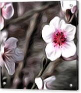 Almond Blossom Acrylic Print