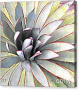 Aloe Acrylic Print