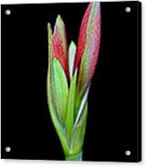 Amaryllis Acrylic Print