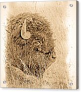 American Buffalo Antique Acrylic Print
