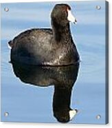 American Coot Reflections Acrylic Print