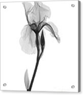 An X-ray Of An Iris Flower Acrylic Print