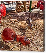 Antsy Acrylic Print