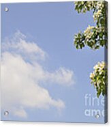 Apple Blossom And Blue Sky With Cloud In Spring Acrylic Print