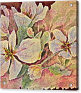Apple Blossoms Acrylic Print