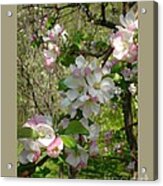 Apple Blossoms-ix Acrylic Print