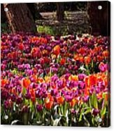 Araluen Botanic Gardens Tulips 3 Acrylic Print