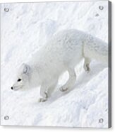 Arctic Fox Alopex Lagopus On Snow Drift Acrylic Print