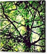 #arianepo , #tree, #leaf, #leaves Acrylic Print