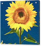 Artsy Sunflower Acrylic Print