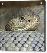 Aruba Rattlesnake Crotalus Unicolor Acrylic Print