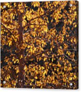 Aspen Tree In Autumn Acrylic Print