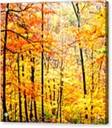 Autumn Forest Acrylic Print