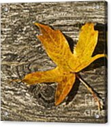 Autumn Leaf Acrylic Print