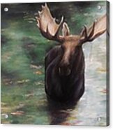 Autumn Moose Acrylic Print