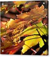 Autumn Morning Acrylic Print