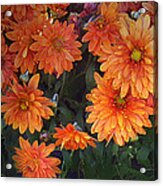 Autumn Orange Flowers Acrylic Print