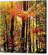 Autumn Woods Acrylic Print