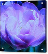 Avatar's Tulip Acrylic Print